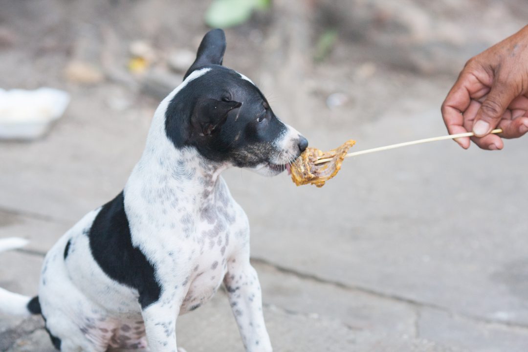 food-you-should-never-feed-your-dog-food-home-magazine