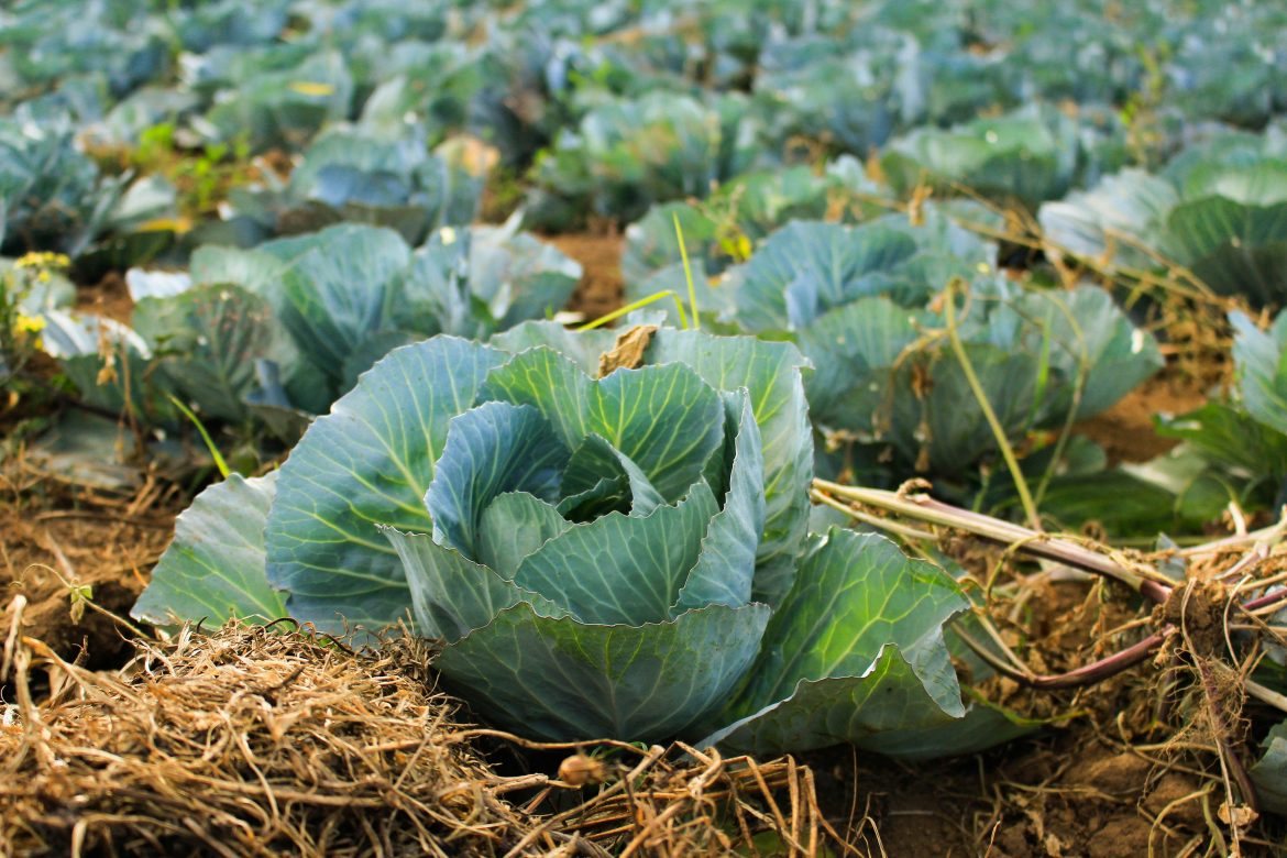 water-loving vegetables