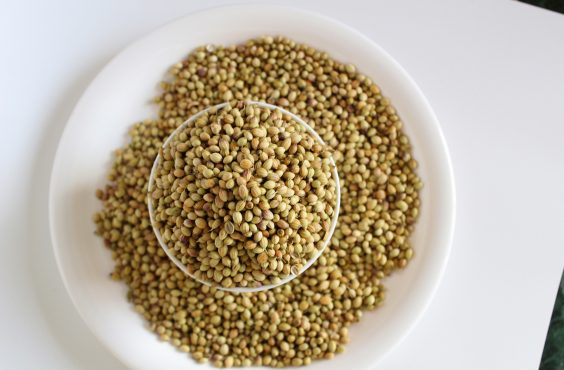 The health benefits of coriander seeds