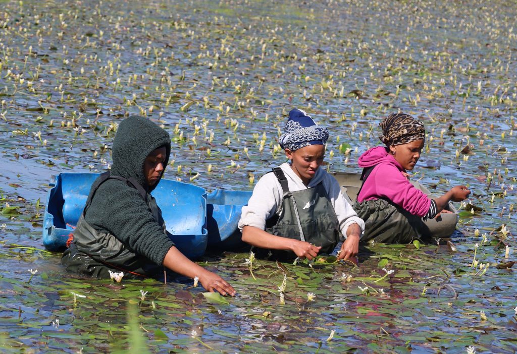 waterblommetjie