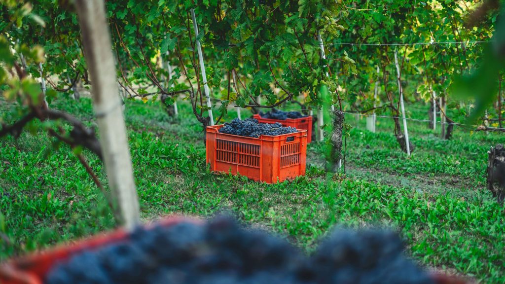 Multi-award-winning wine writer Malu Lambert makes the case for a world very much still enamoured with the juice of the vine...