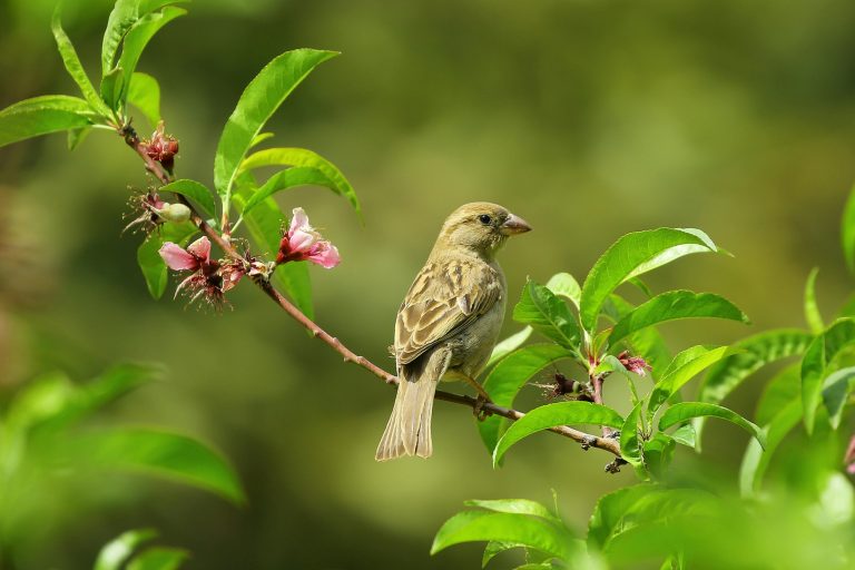 garden birds