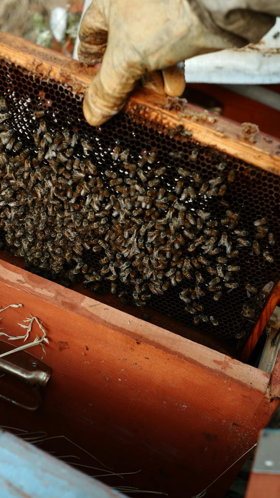 The importance of honeybees for life, food and job security