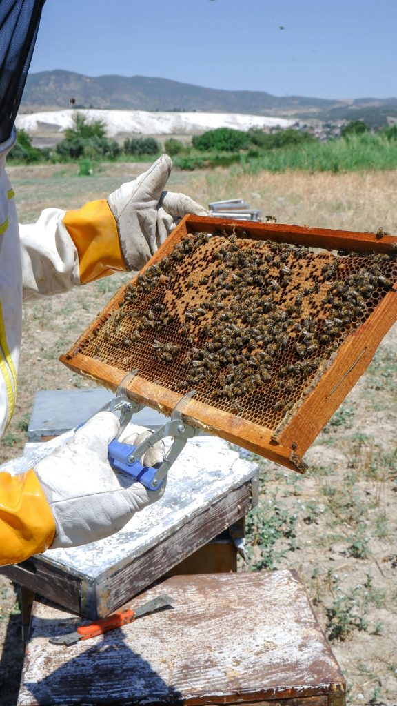  The importance of honeybees for life, food and job security