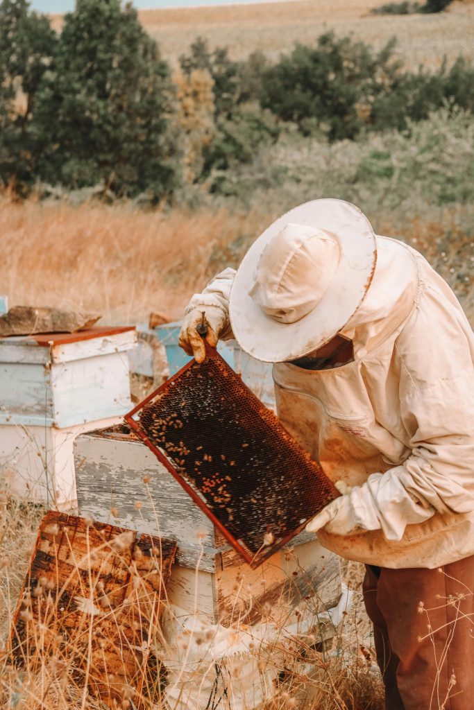  The importance of honeybees for life, food and job security