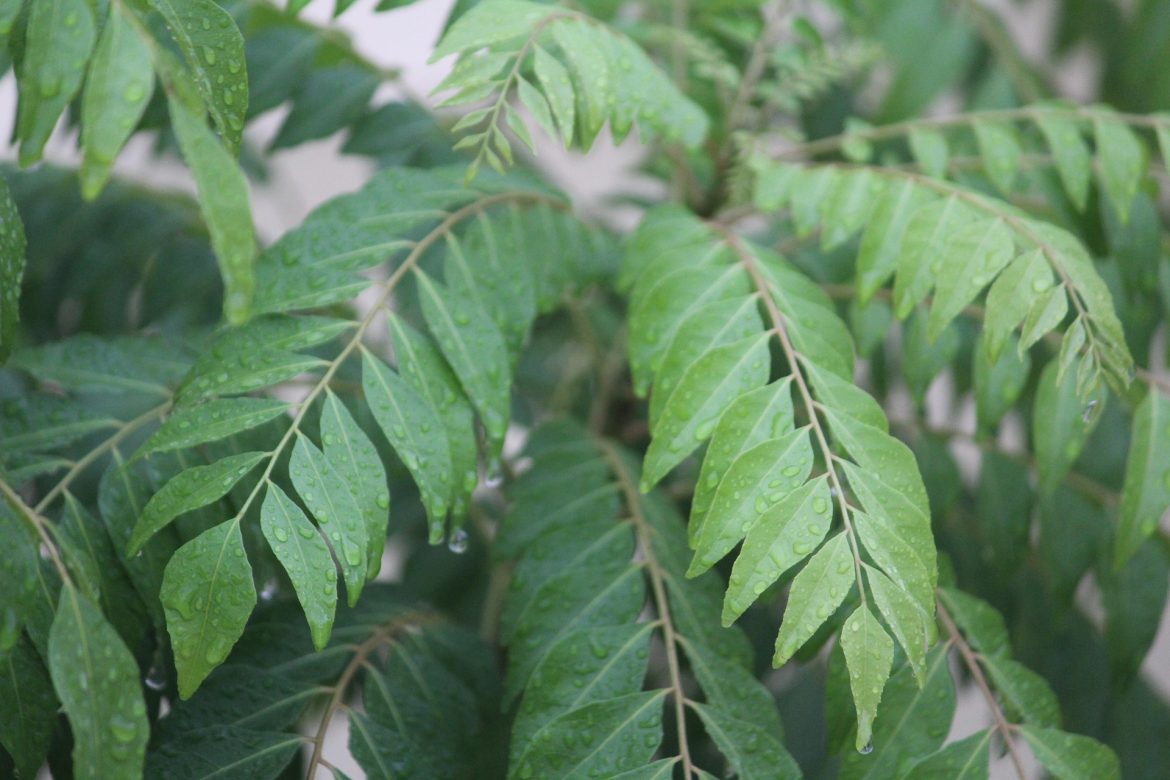 curry leaves