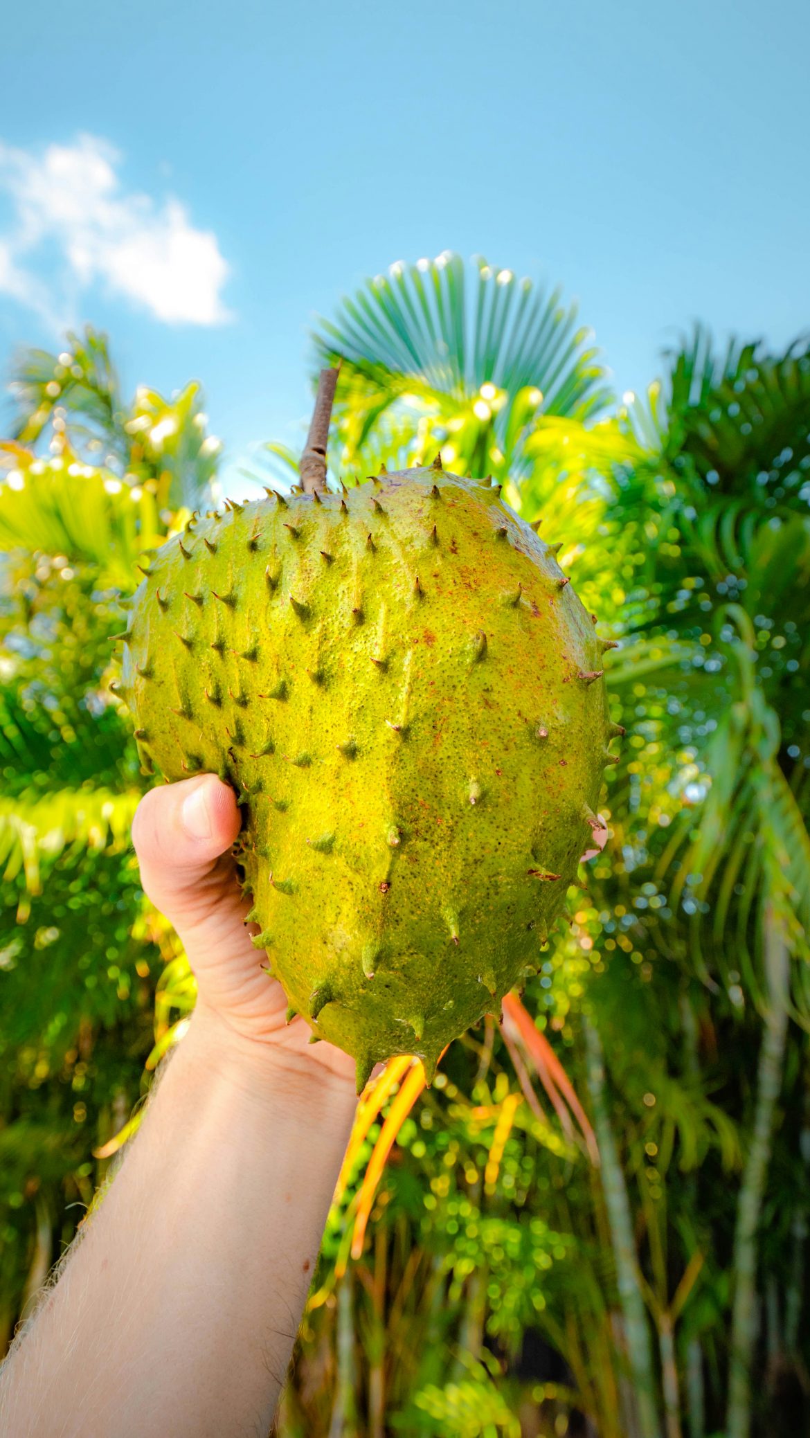 Ways to use soursop in the kitchen